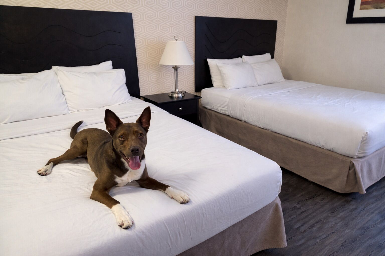 غرفة عادية - سريران كبيران - لغير المدخنين (Pet Friendly) | أغطية فراش متميزة وأسرّة سليكت كومفورت وطراز فريد لكل وحدة ومكتب