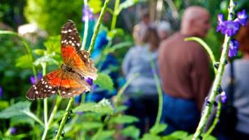 A butterfly on a plant with people in the background.