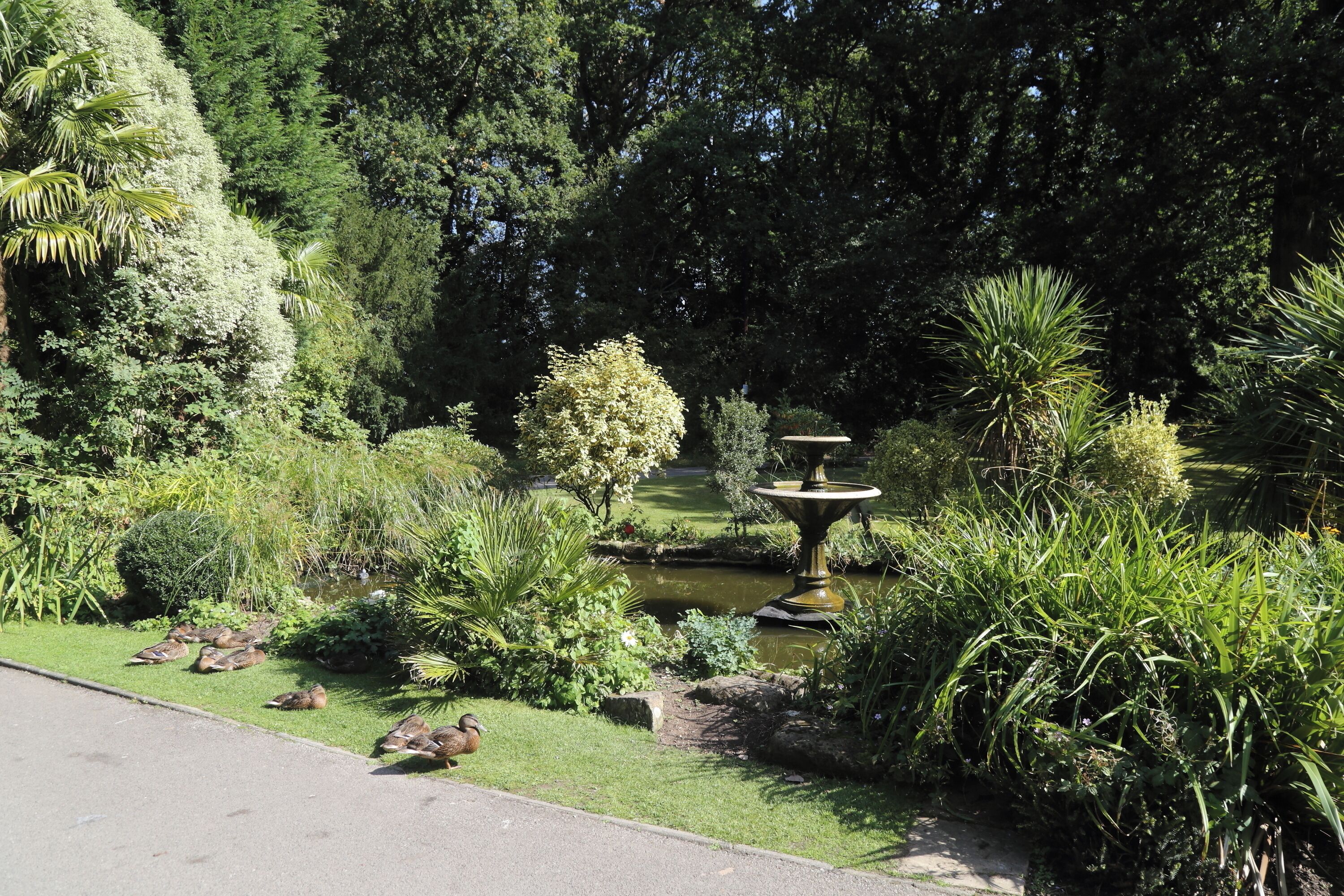 Un jardín con un estanque, patos y una fuente.