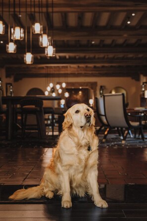 A golden retriever sitting on a wooden floor in a room with hanging lights and wooden beams.