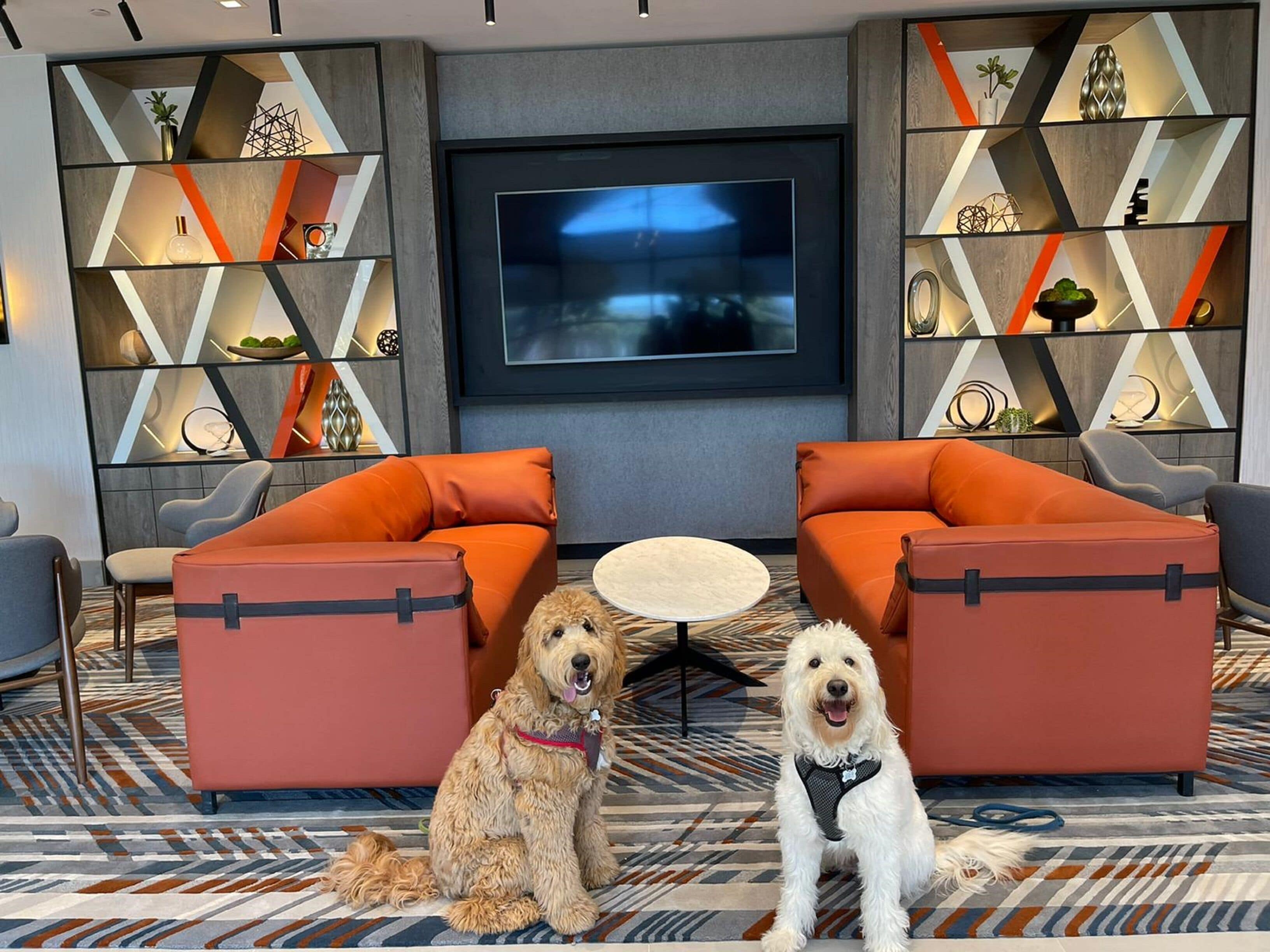 A modern living room with two sofas, a TV, and decorative shelves.