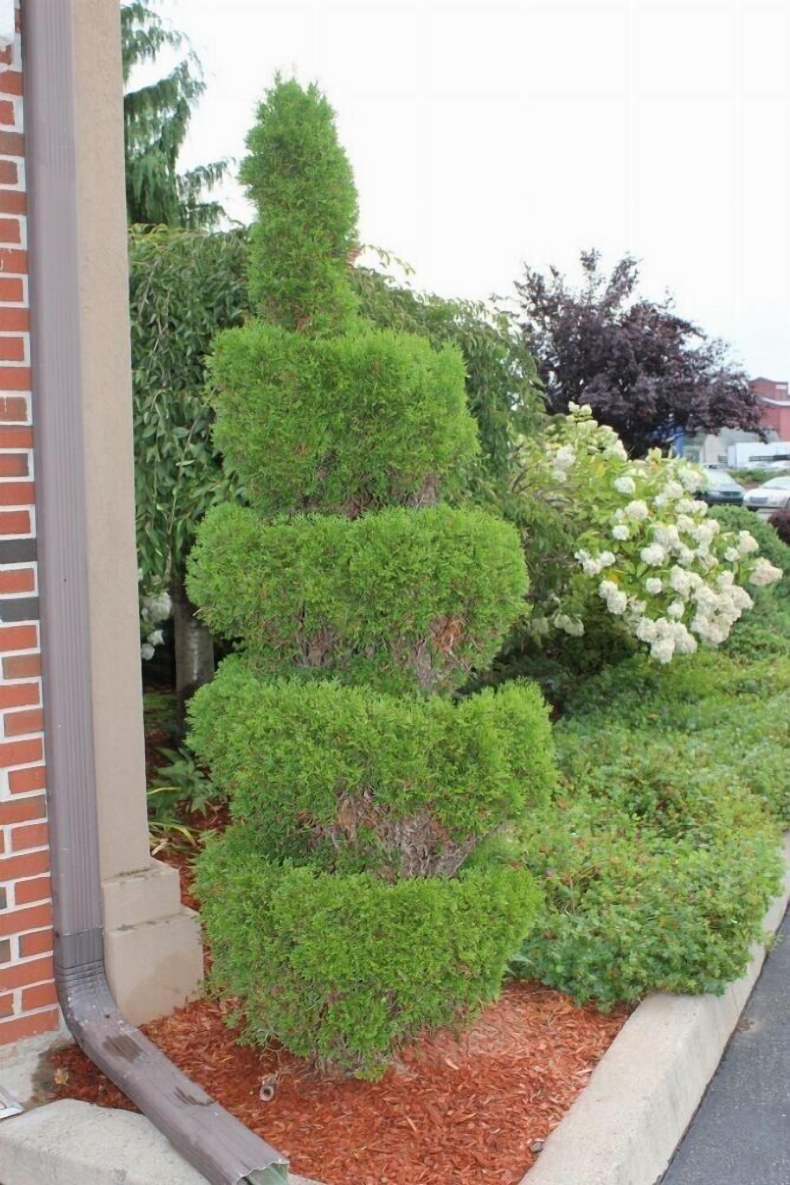 A landscaped garden with a variety of shrubs and a white flowering plant.