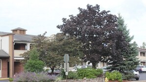 Vista de una calle con un árbol grande, una jardinera de piedra con arbustos y un hidrante.