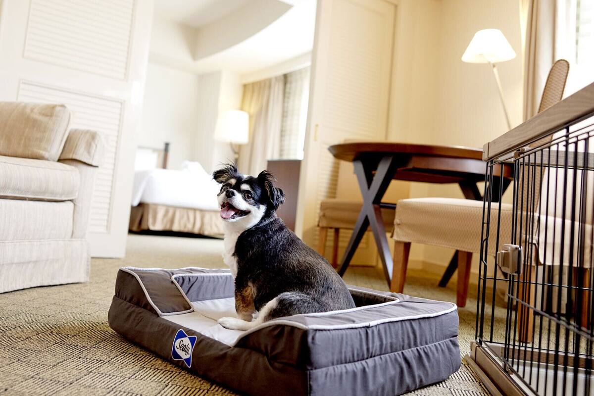 Premium bedding, in-room safe, desk, blackout curtains