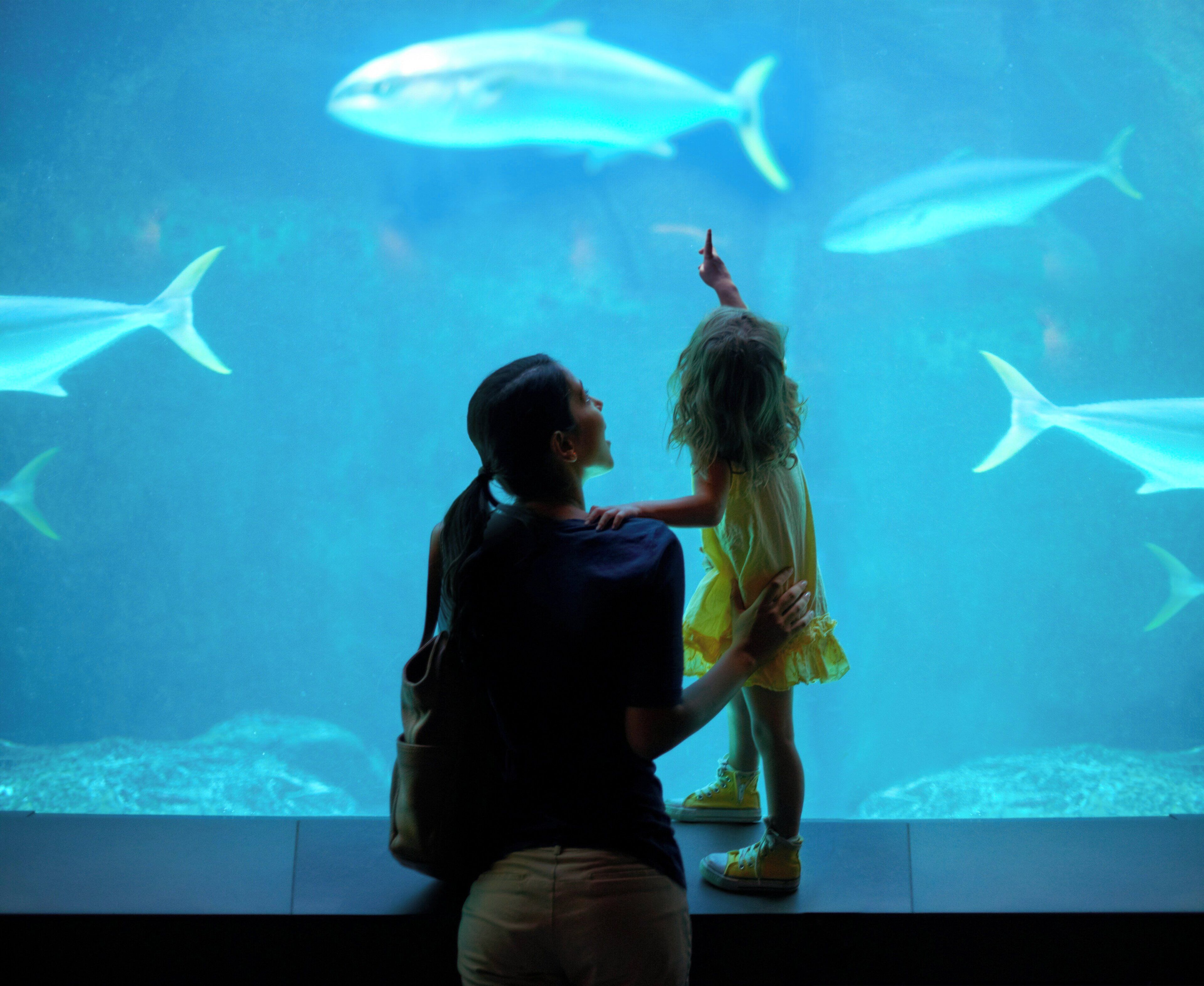 A person and a child observing large fish in an aquarium.