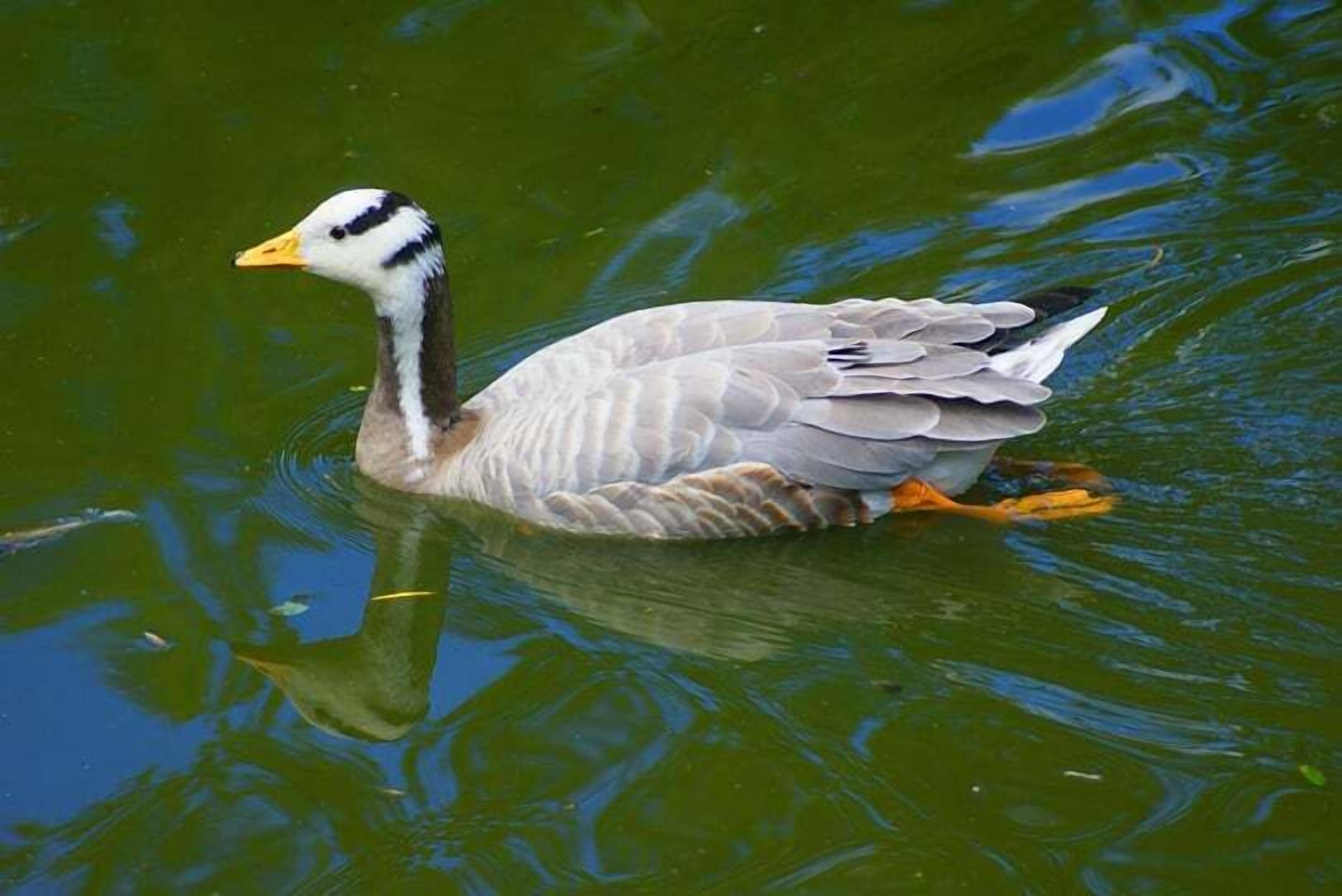 A duck swimming in a body of water.
