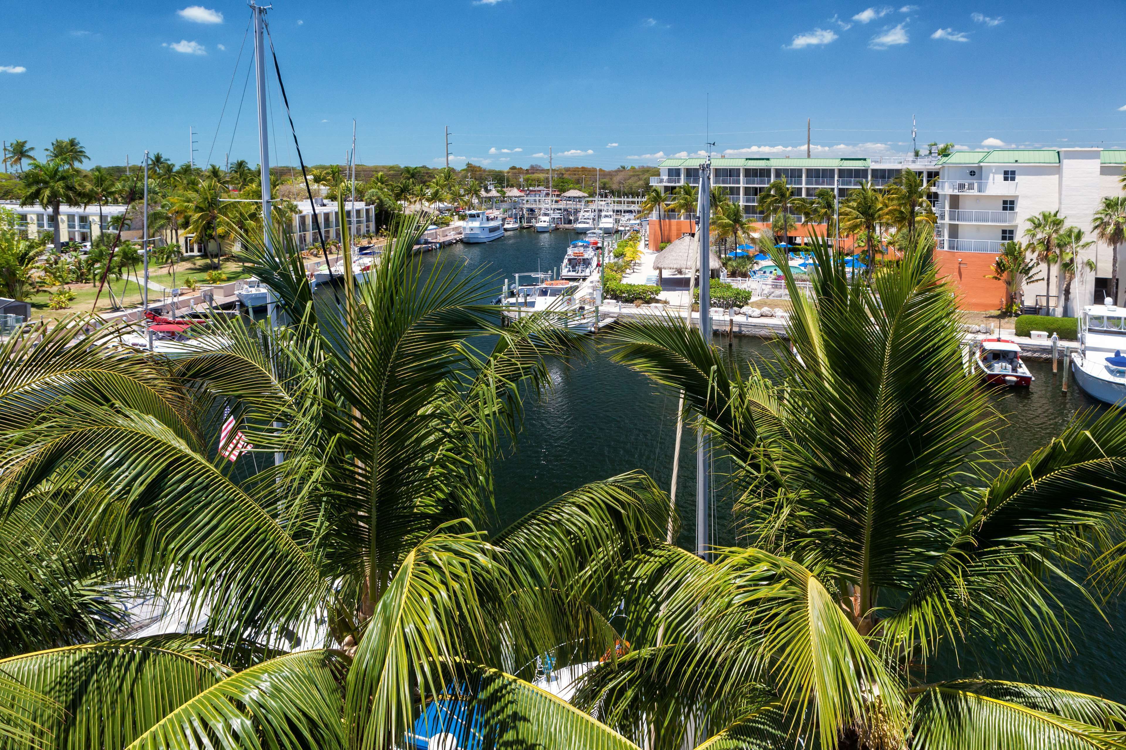 A marina with boats docked, surrounded by palm trees and a building with a green roof.