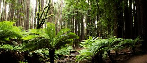 A dense forest with tall trees and ferns.