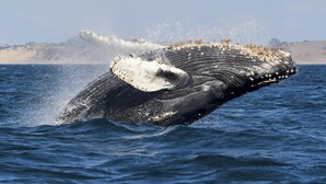 A whale breaching the water, creating a large splash. - Holiday Inn Express at Monterey Bay by IHG (Seaside)