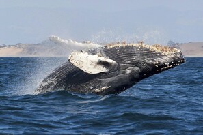 A whale breaching the water, creating a large splash. - Holiday Inn Express at Monterey Bay by IHG (Seaside)
