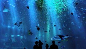 An aquarium with various marine life and people observing. - Holiday Inn Express at Monterey Bay by IHG (Seaside)