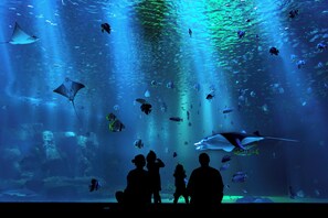 An aquarium with various marine life and people observing. - Holiday Inn Express at Monterey Bay by IHG (Seaside)