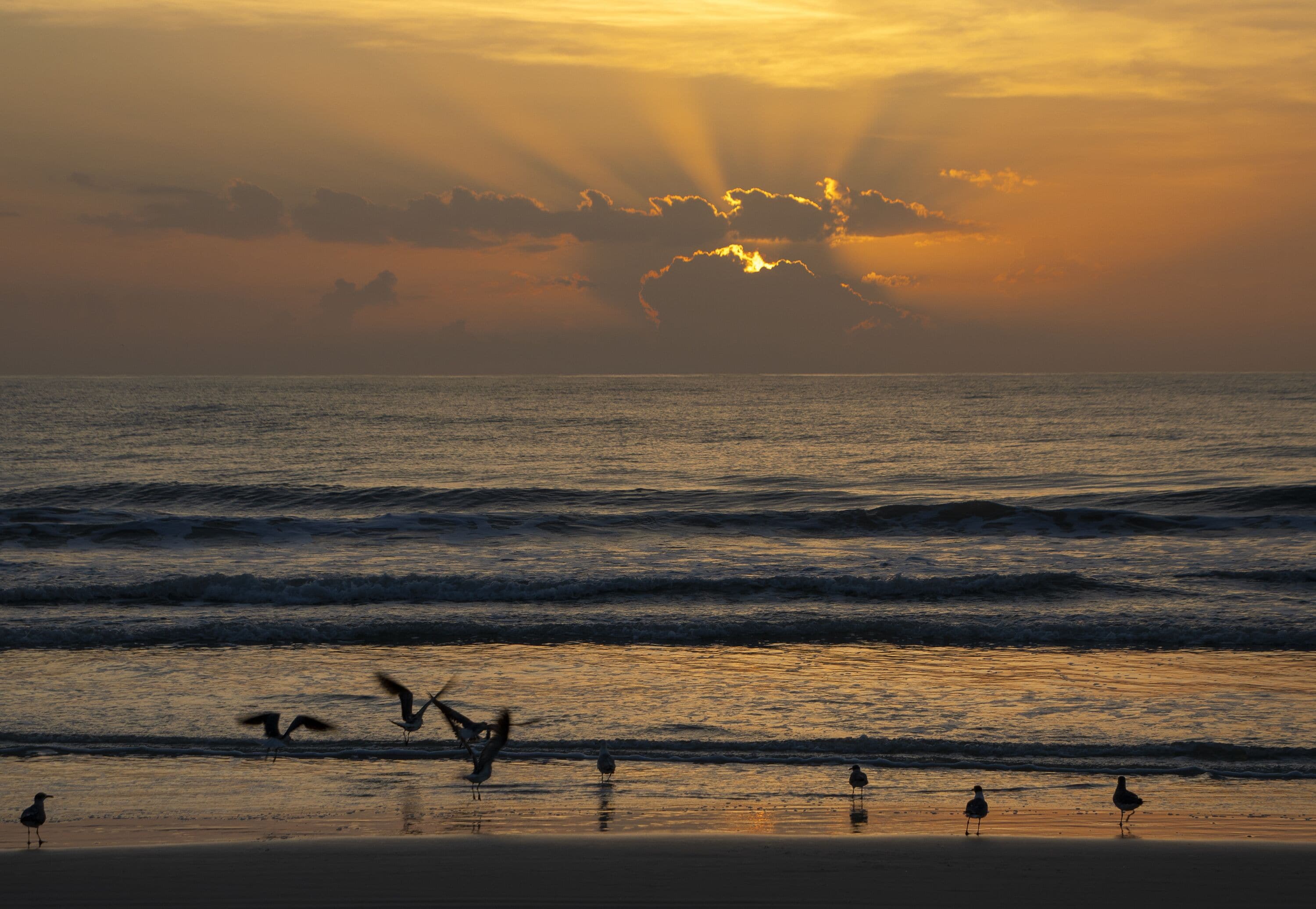 Eine Strandansicht bei Sonnenuntergang mit Wellen und Vögeln.