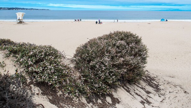 A beach with a lifeguard tower, people in the distance, and dense shrubbery in the foreground. - Hampton Inn Monterey (Monterey)