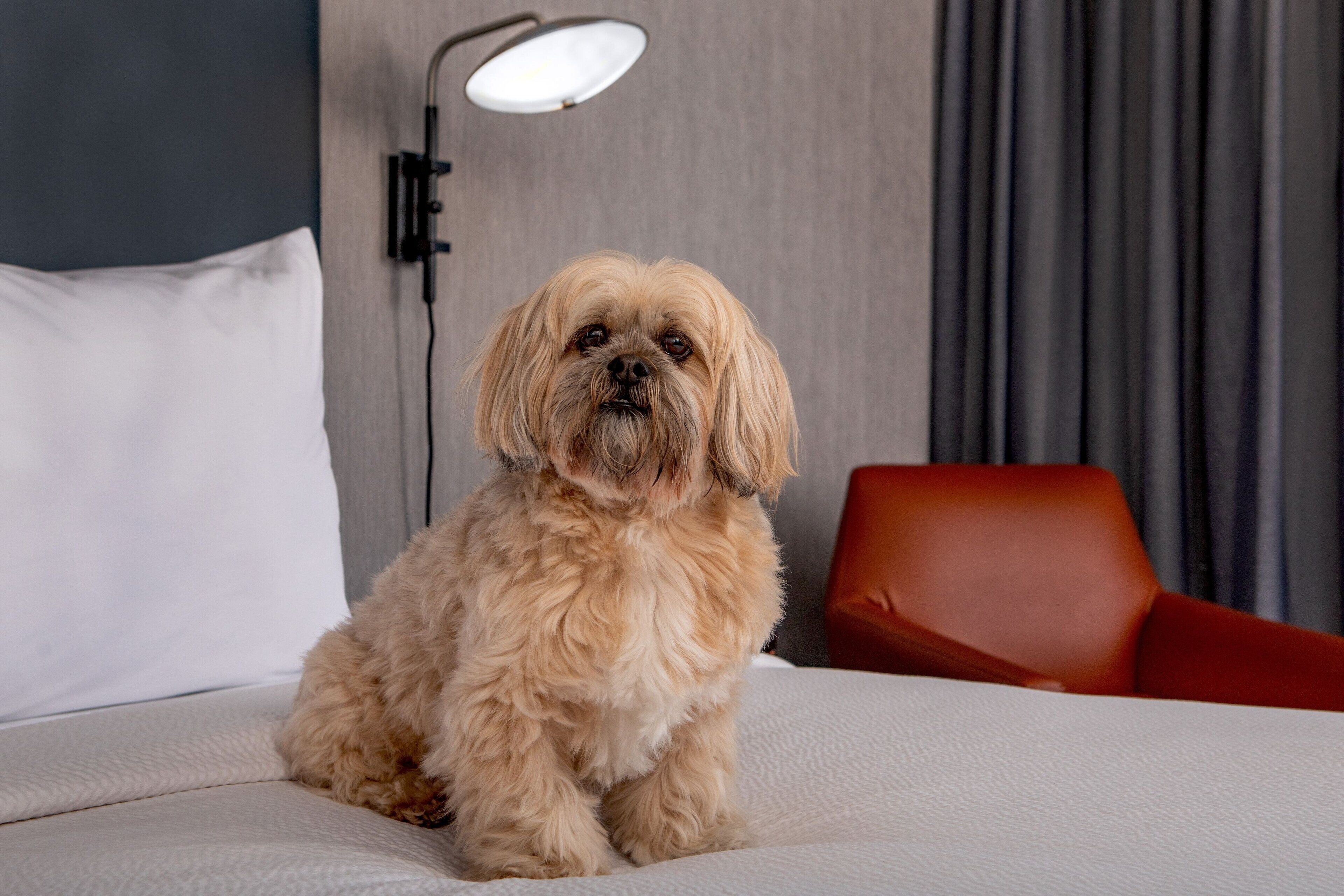 A small, fluffy dog sitting on a bed with a white pillow and a red chair in the background.