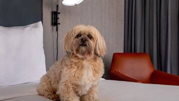A small, fluffy dog sitting on a bed with a white pillow and a red chair in the background.