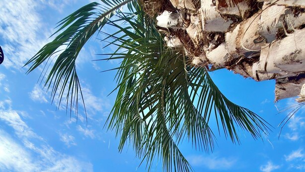 Una piscina amb gandules, un bou salvavides i una palmera.