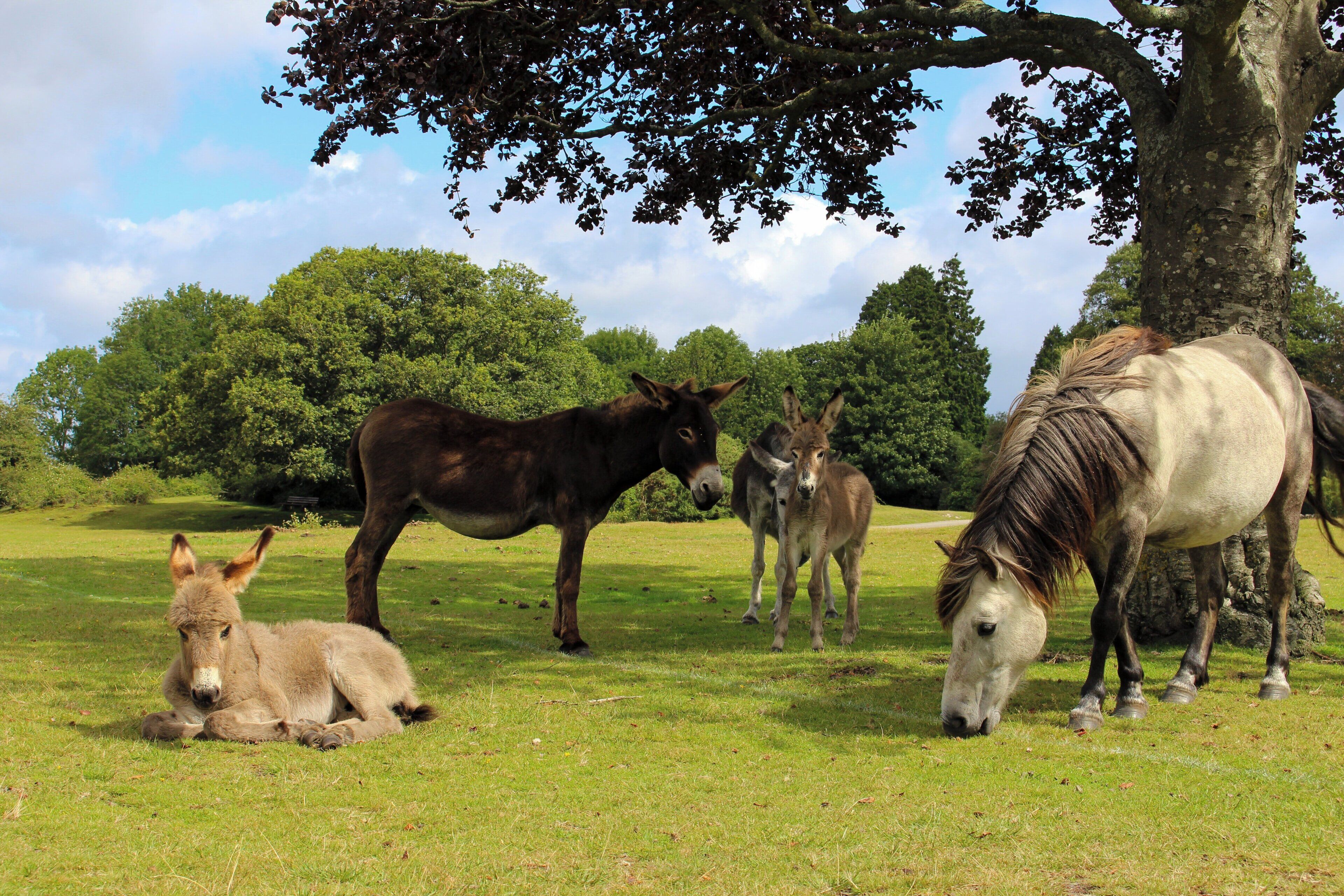 A group of donkeys and horses grazing in a grassy field with trees in the background.
