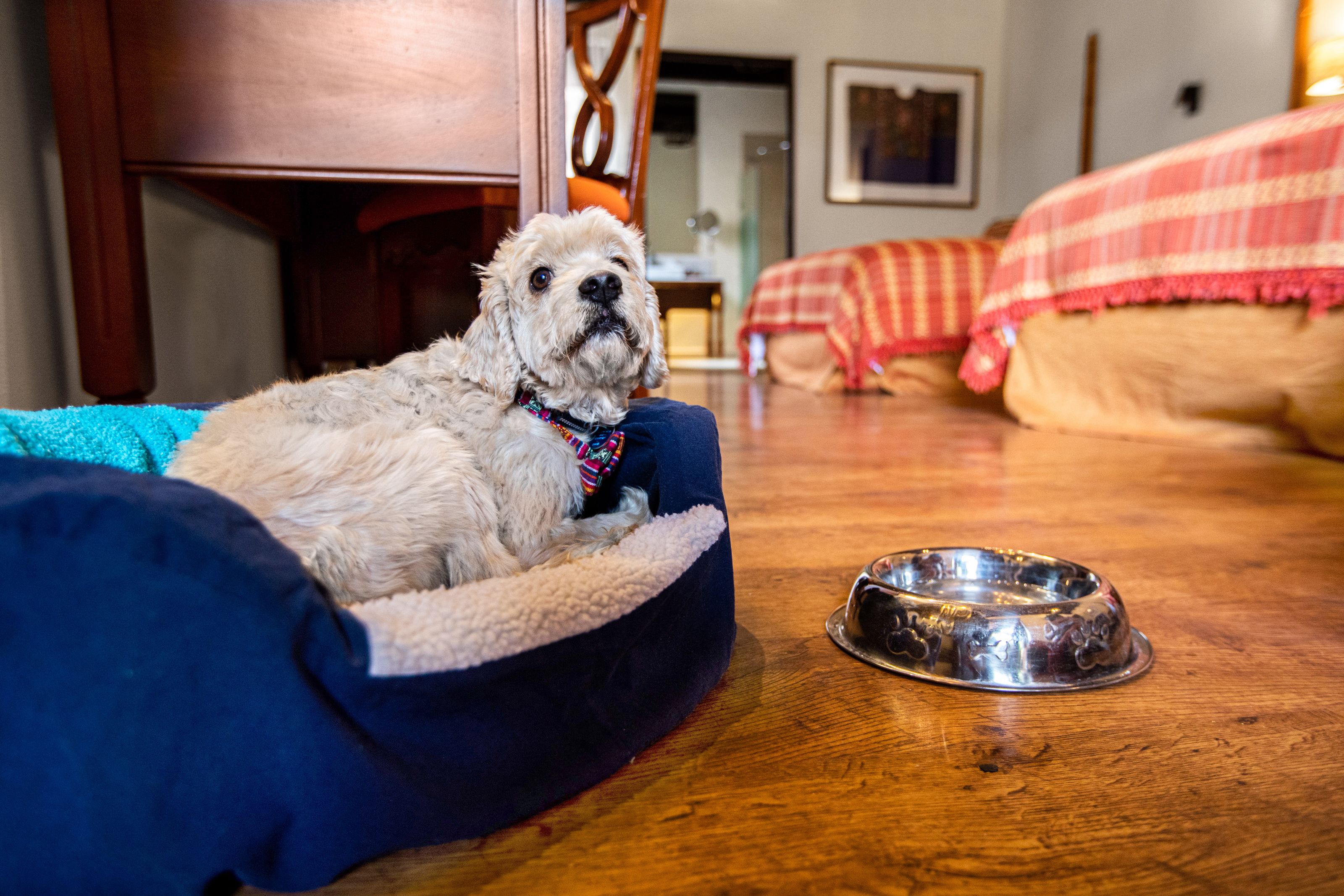 A dog in a blue pet bed on a wooden floor with a metal food bowl nearby.