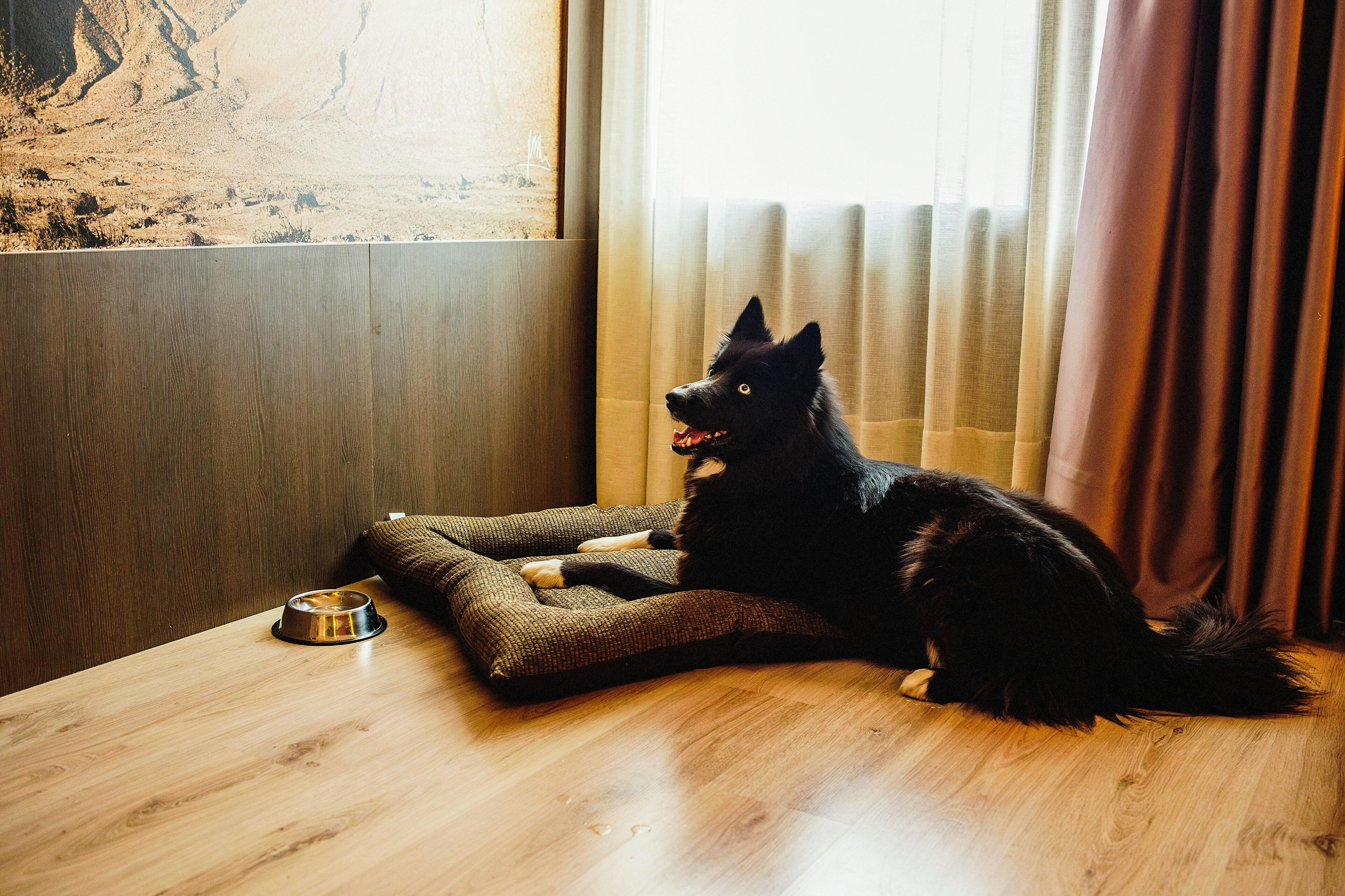 pet-friendly amenities