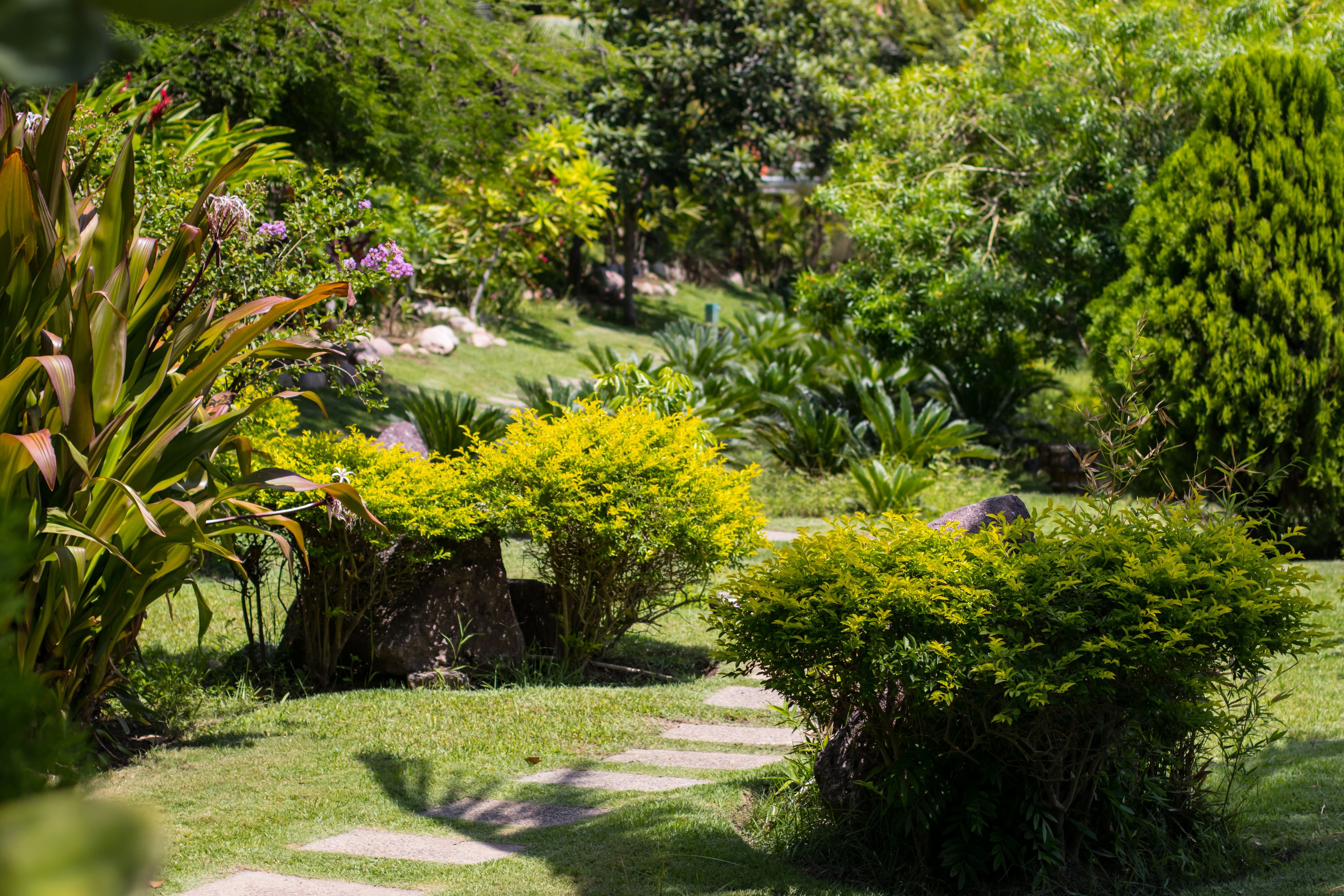 Un jardín con diversas plantas y un sendero de piedra.