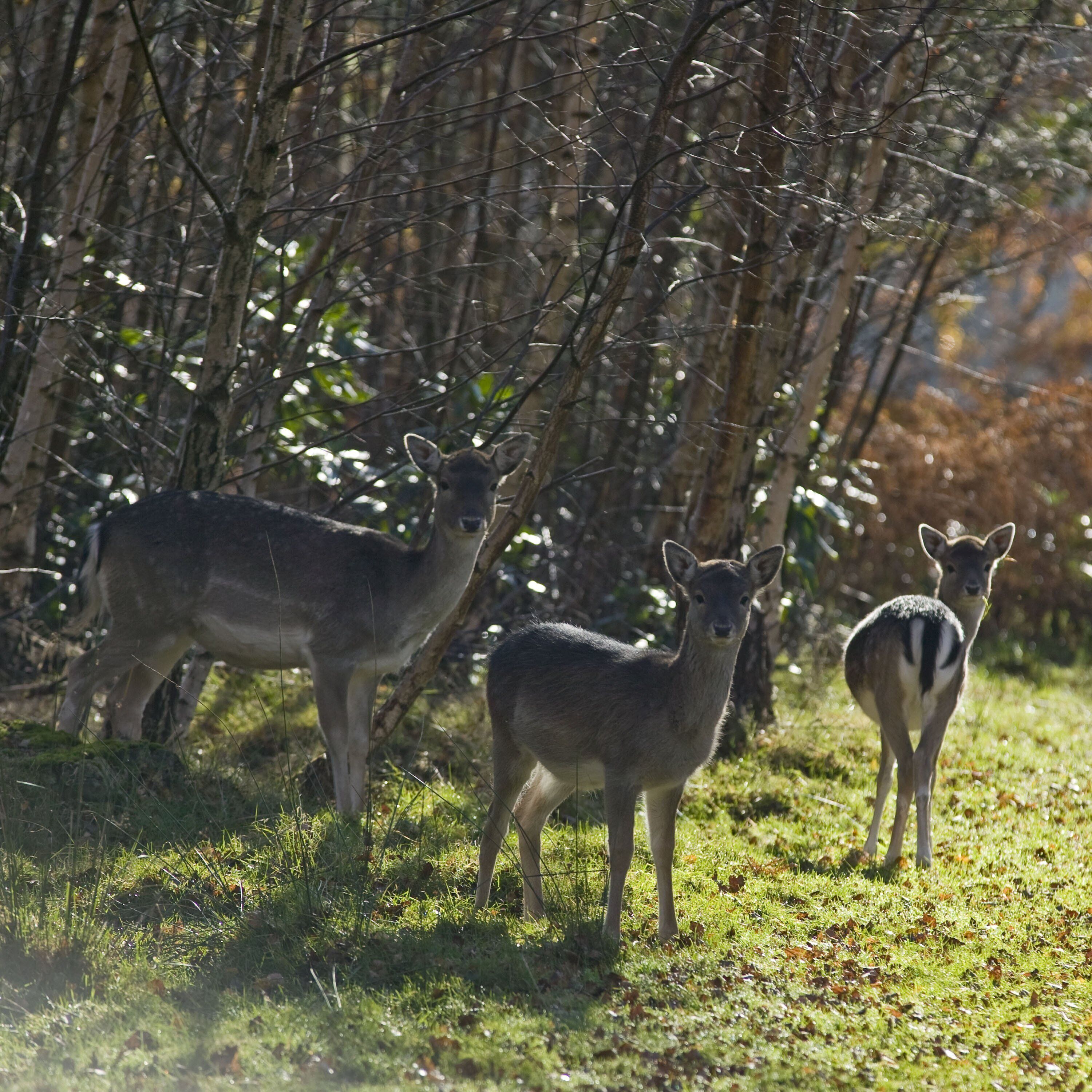 A forest scene with deer.