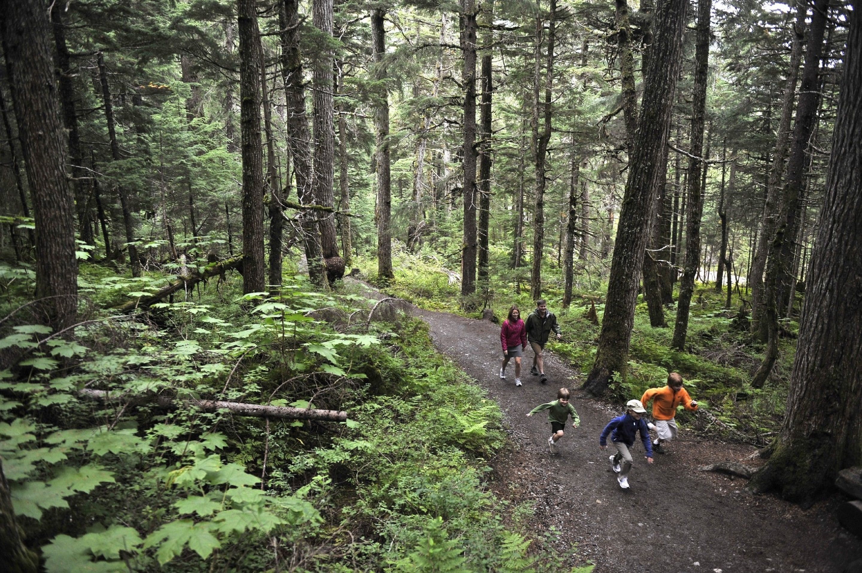 A forested trail with people walking.