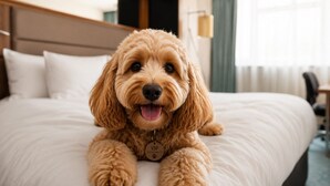 A dog lying on a bed in a hotel room with a headboard and a lamp. - Crowne Plaza Gerrards Cross by IHG (Beaconsfield)