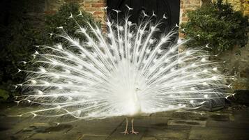 A majestic peacock stands proudly in front of a rustic brick wall, its vibrant plumage on full display.