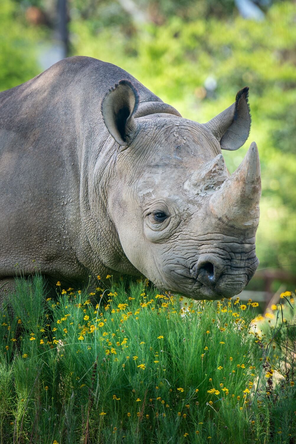 Foto - Four Points by Sheraton Little Rock Midtown