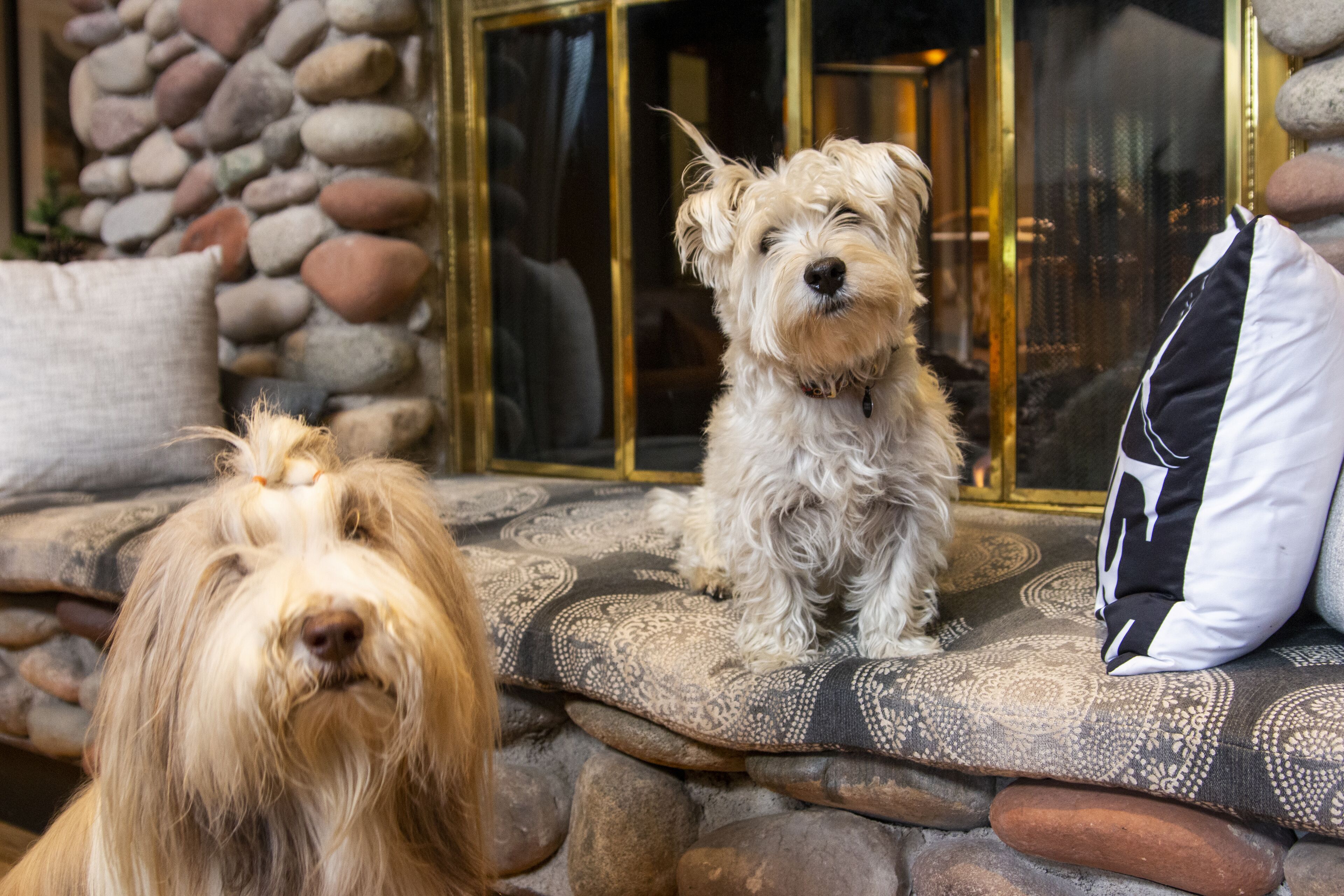 Dos perros sentados en un sofá estampado, con una pared de piedra y una puerta de cristal al fondo.