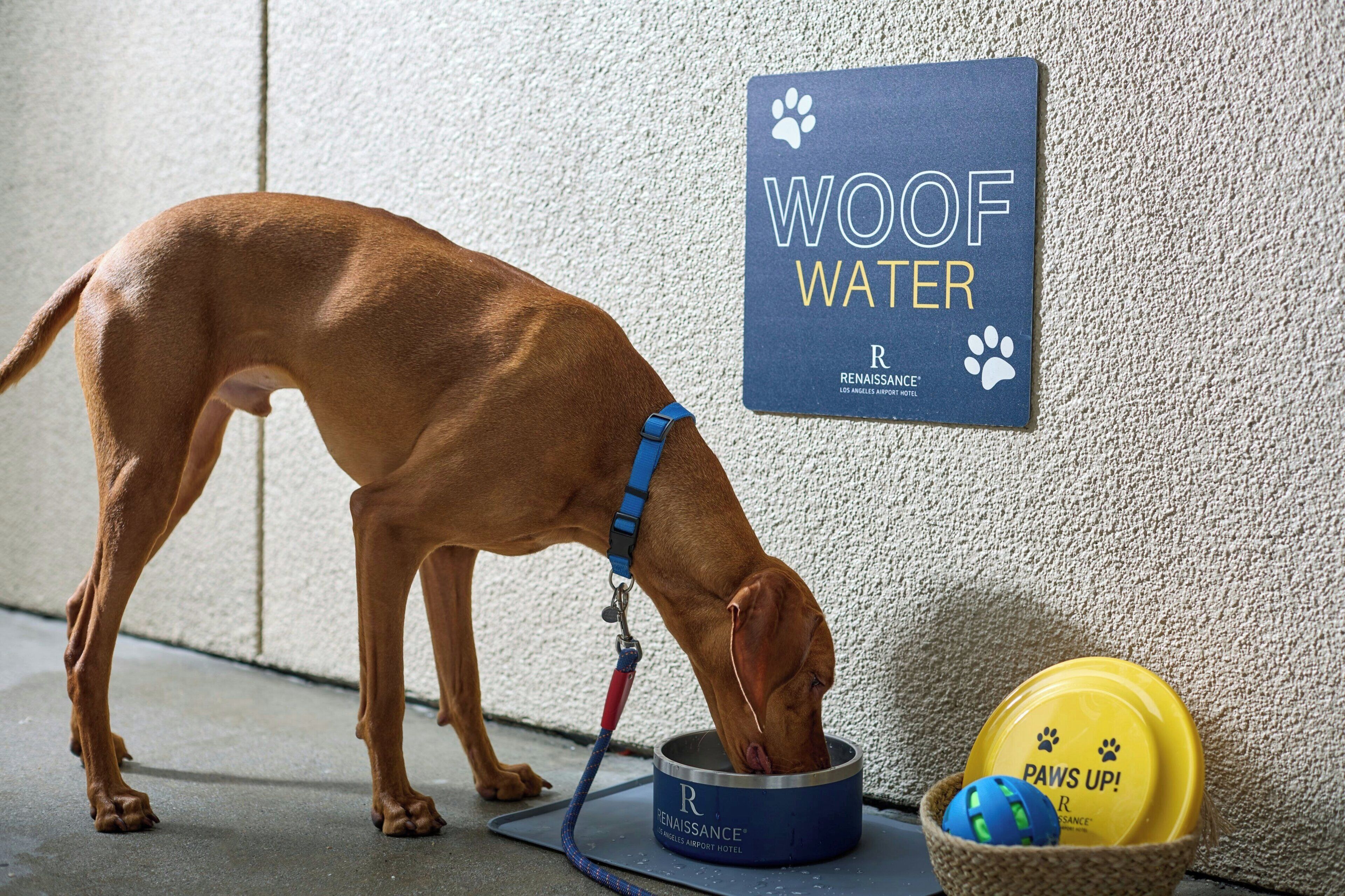 Un chien boit de l’eau dans un récipient fixé au mur, et une pancarte indique « EAU POUR CHIENS », accompagnée d’un logo représentant une empreinte de patte.