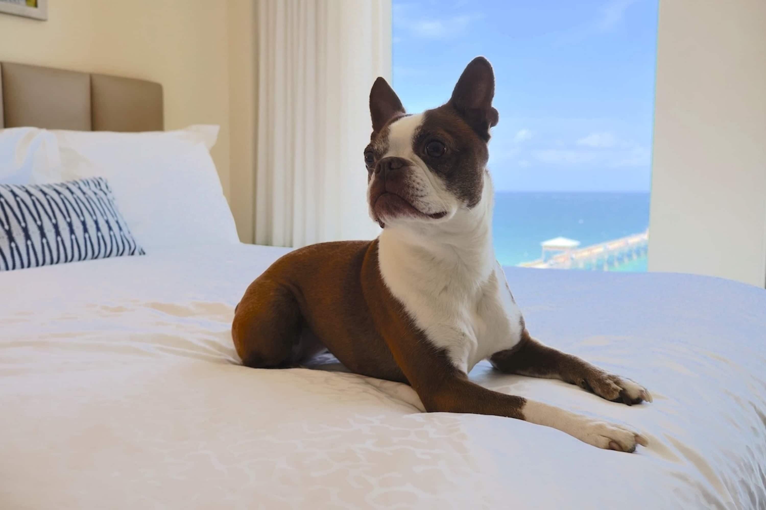 A dog sitting on a bed with a view of the ocean.