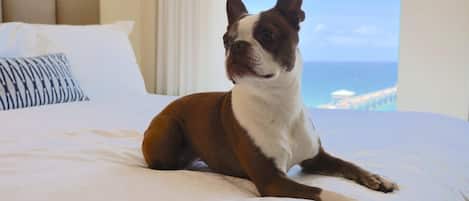 A dog sitting on a bed with a view of the ocean.