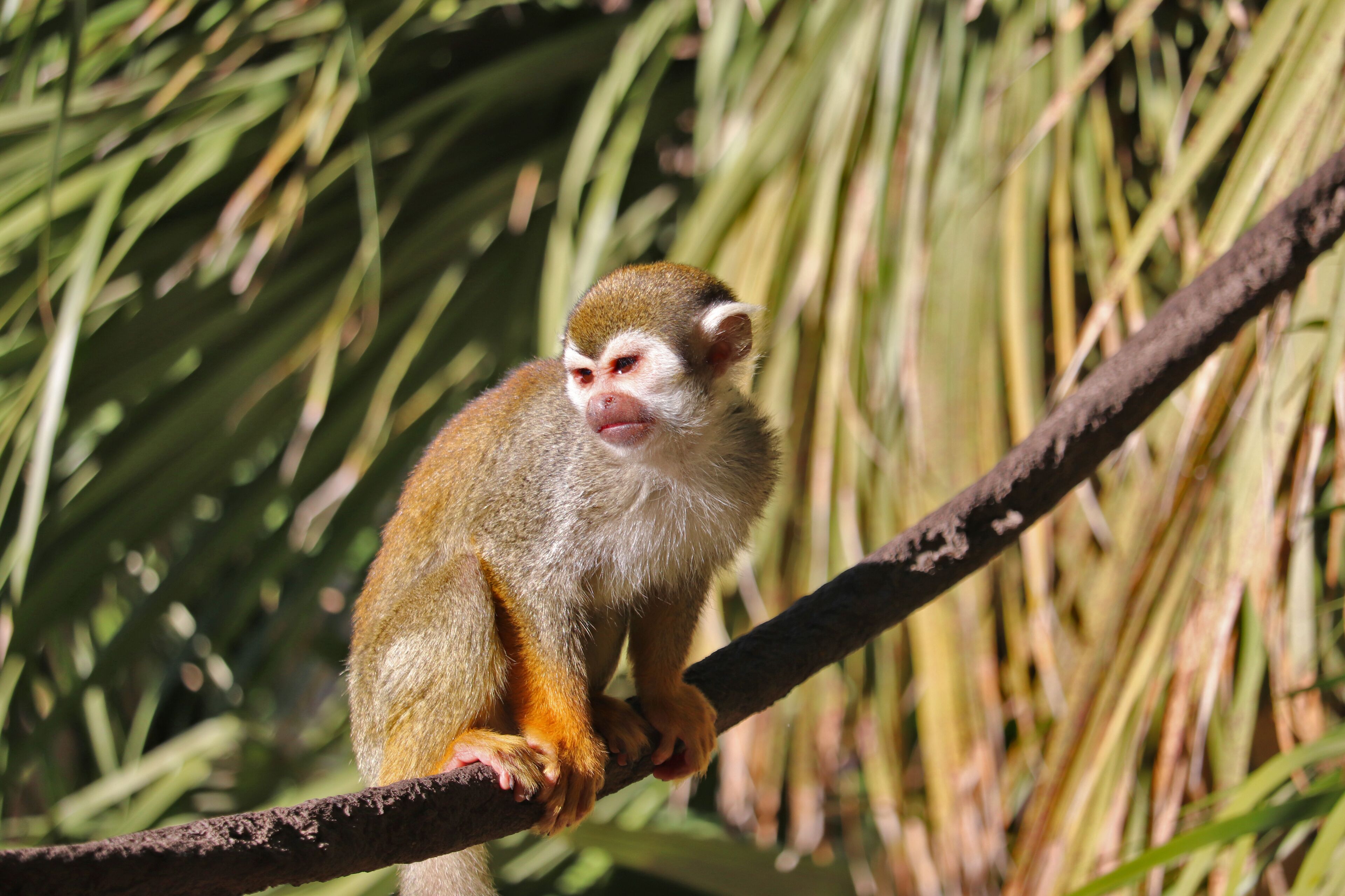 Foto - Crowne Plaza Phoenix Airport - PHX by IHG