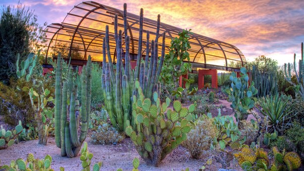 A greenhouse with a transparent roof amidst various cacti. - Crowne Plaza Phoenix Airport - PHX by IHG (Phoenix)