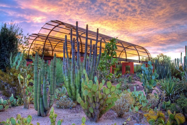 Un invernadero con techo transparente rodeado de diversos cactus.