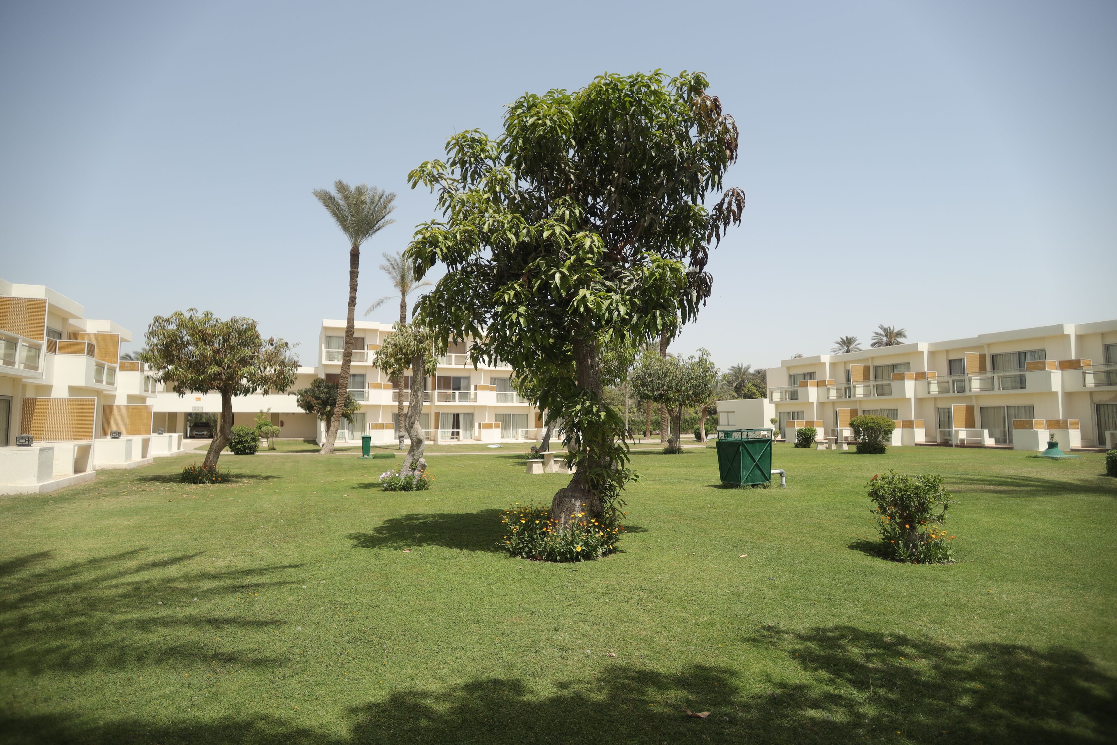 A courtyard with a large tree, smaller trees, and a well-maintained lawn.