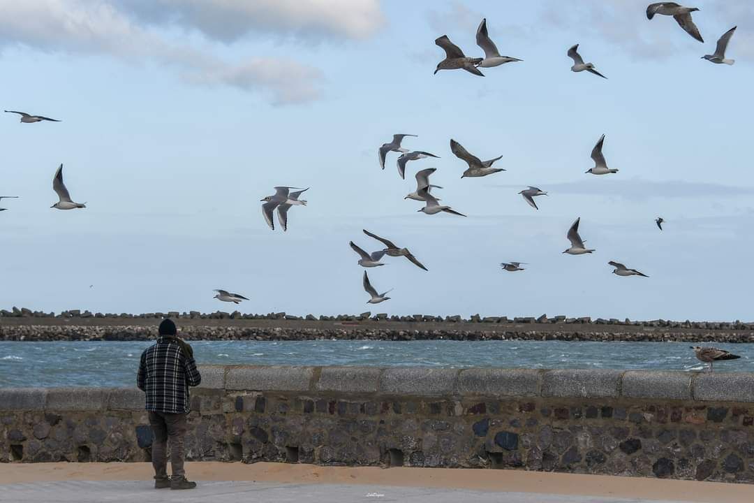 Una persona de pie junto a un muro de piedra con vista al mar, con gaviotas volando al fondo.