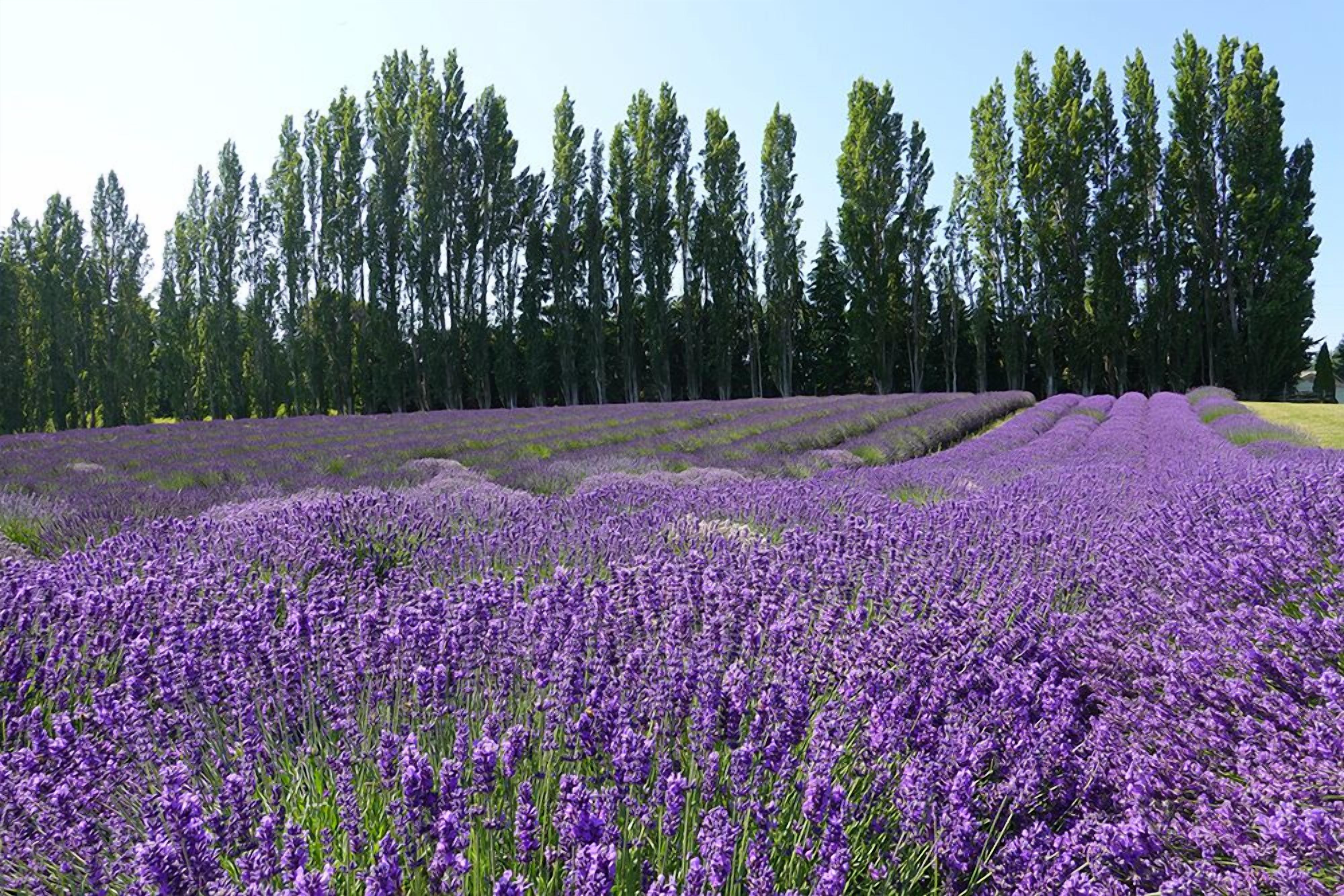 Campo de lavanda con hileras de flores moradas y árboles altos al fondo.