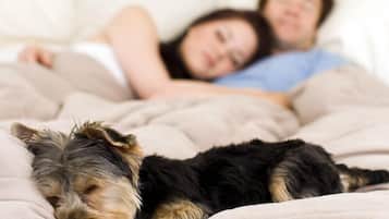 A dog lying on a bed with a person in the background.