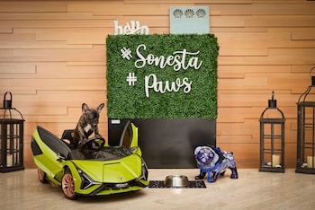 Pet-friendly at Sonesta Redondo Beach & Marina