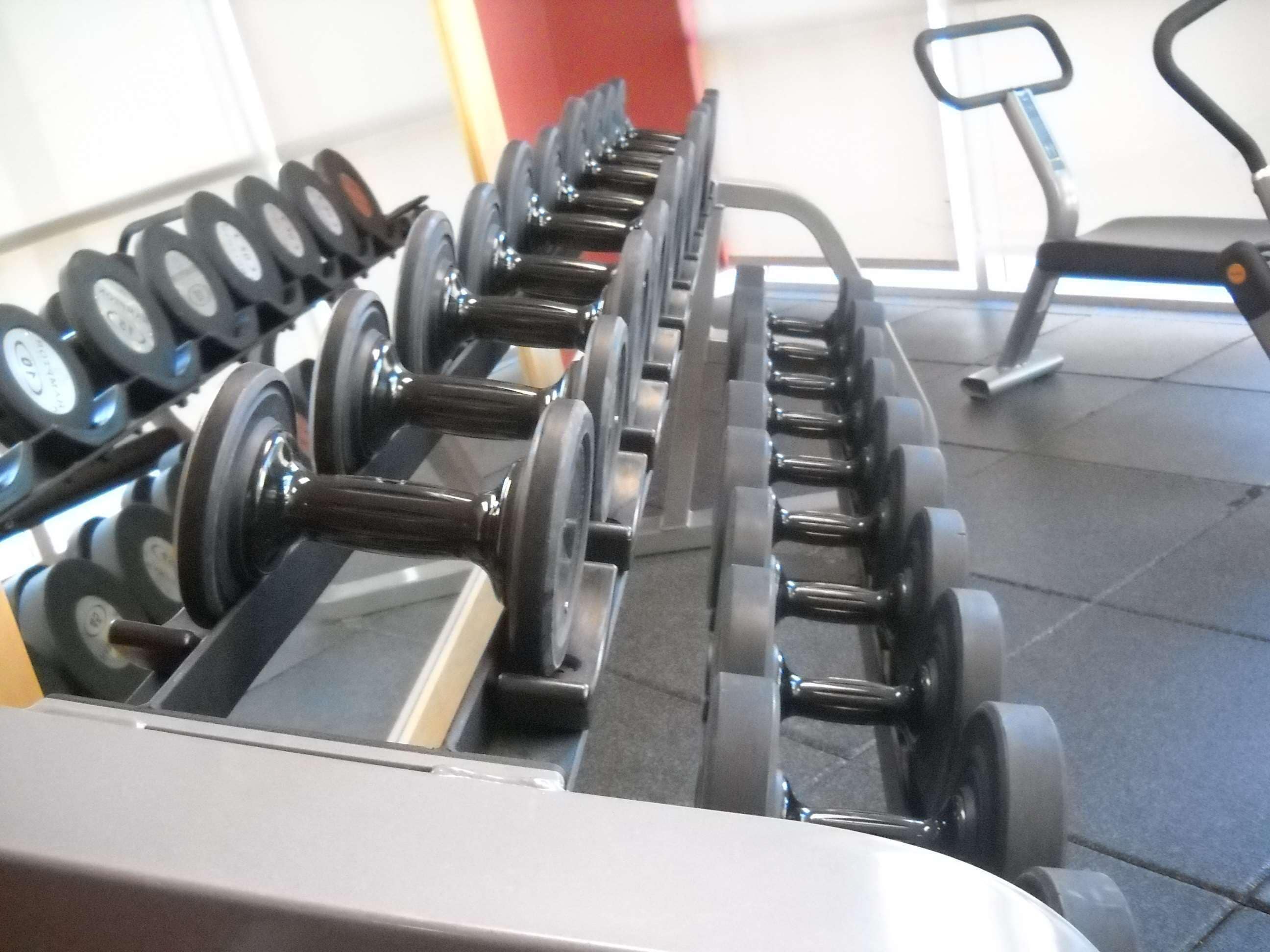 A row of dumbbells on a rack in a gym.