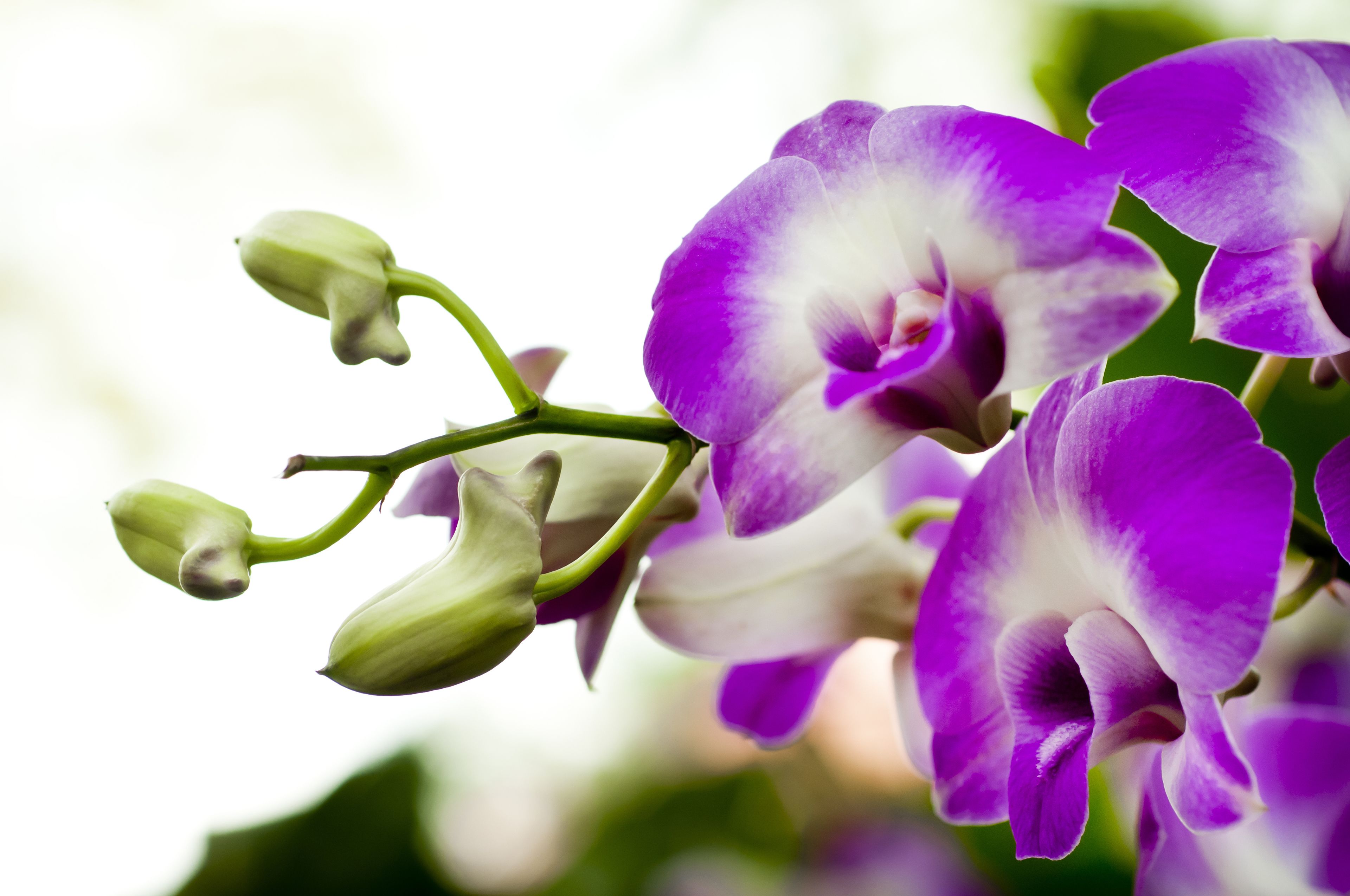 Foto - Holiday Inn Singapore Orchard City Centre by IHG