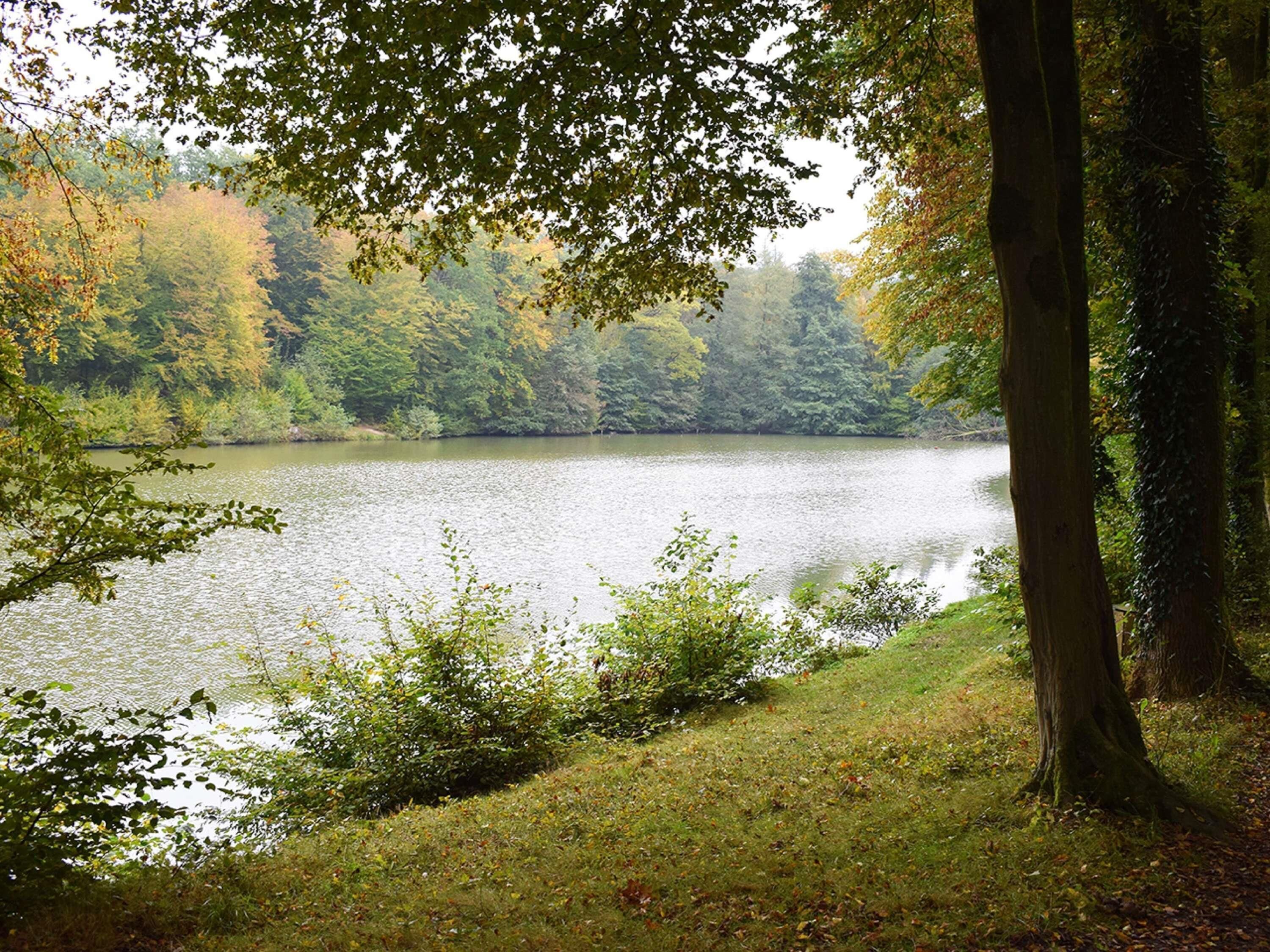 Un llac envoltat d'arbres i una zona verda.