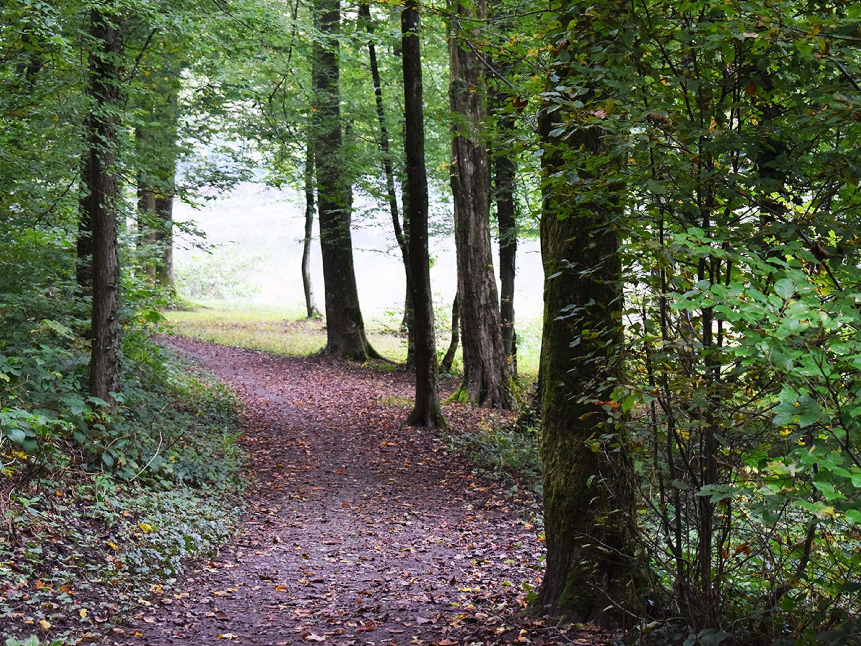 Een bosrijk pad, omgeven door bomen.