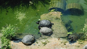 Un estanque con tortugas sobre una roca.