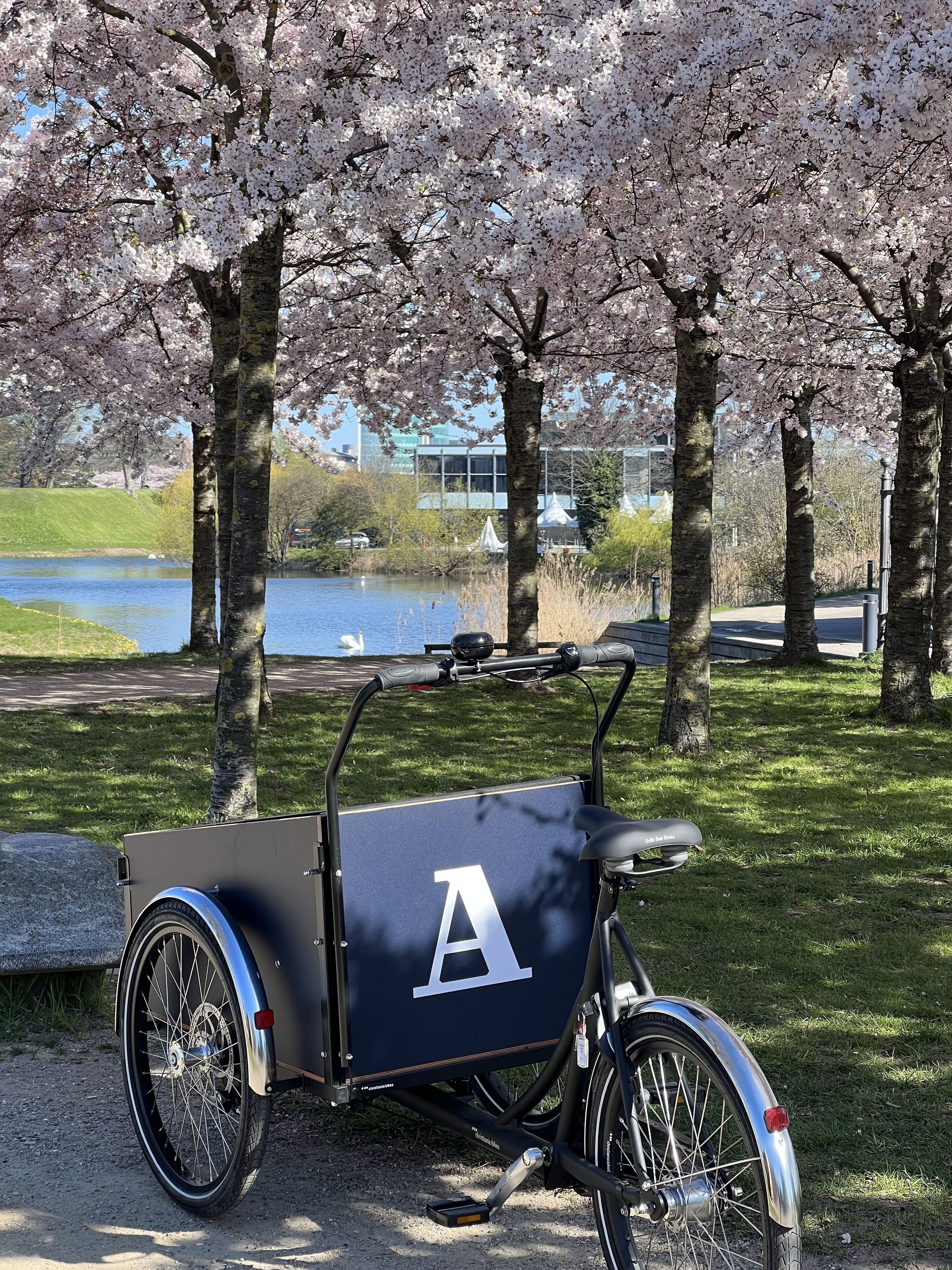 A stationary bicycle with a storage box, parked on a gravel path in a park with cherry blossoms and a lake in the background.