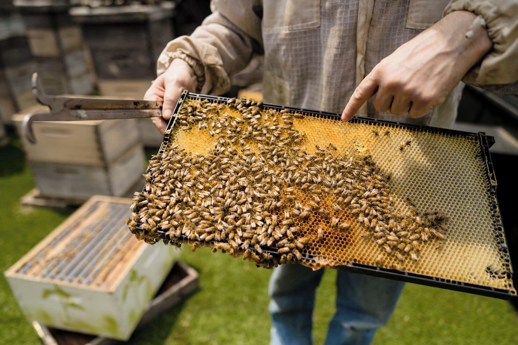 A person holding a honeycomb frame covered with bees.