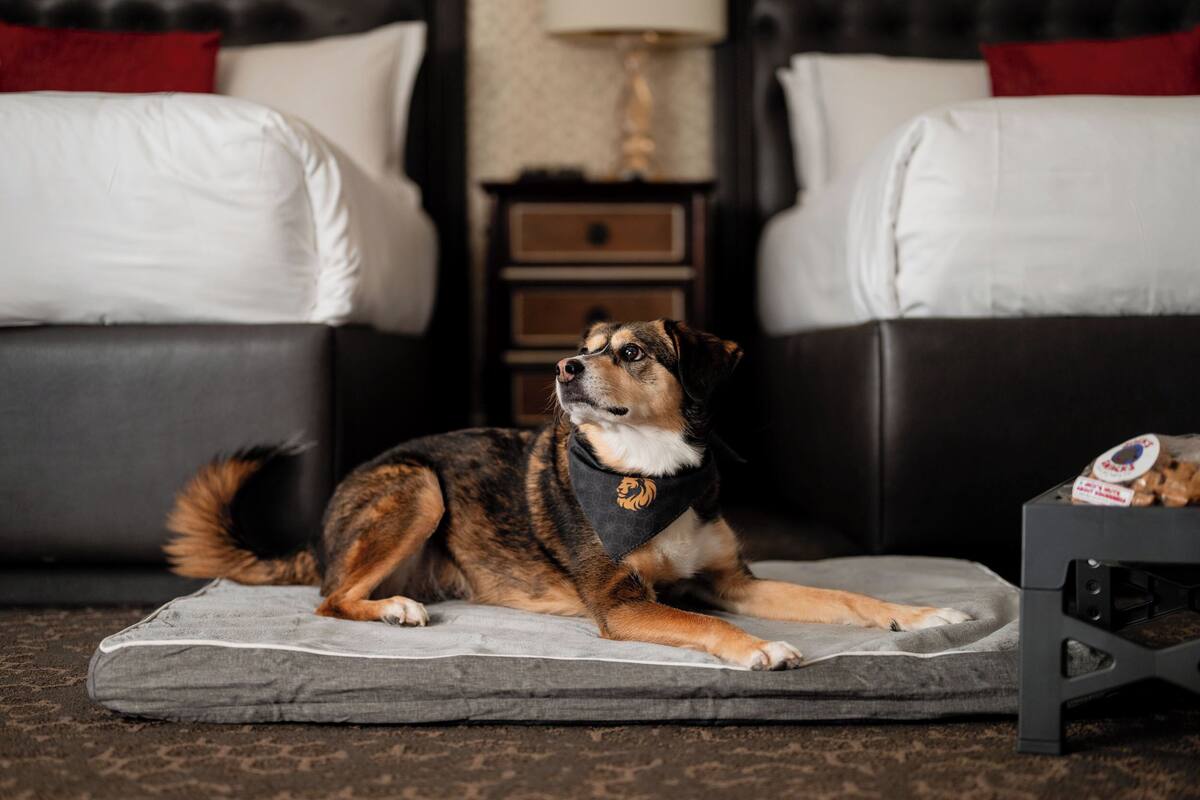 pet-friendly